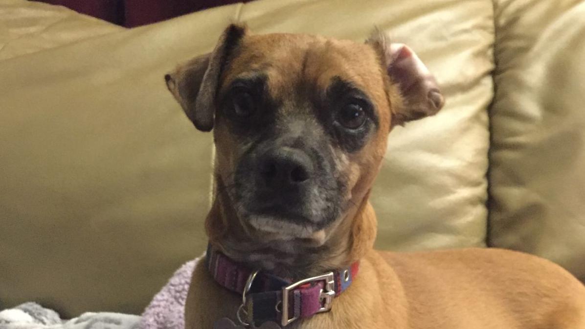 Officials find dog missing after Arizona crash